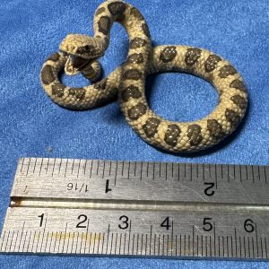 Schleich second hand Snake (3)