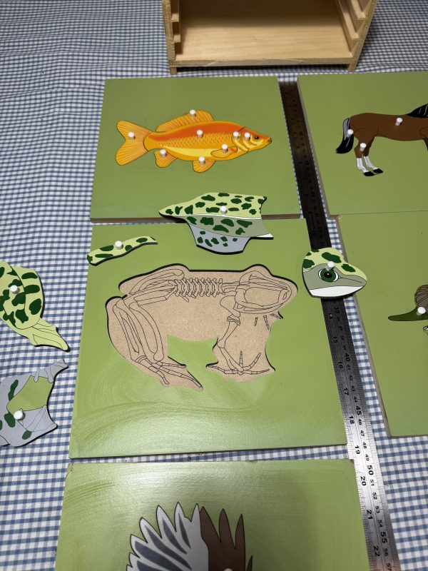 Montessori style creatures with removable sections to see skeletons